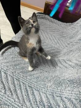 Cassie -  Domestic Short Hair Cat for Adoption in Neillsville, Wisconsin - Cassie | PetCurious