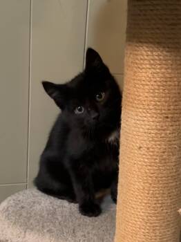 Rescue Domestic Short Hair Cats for Adoption in Seven Valleys, Pennsylvania - Brooks | PetCurious