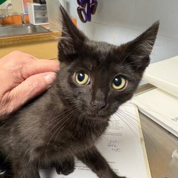 Fernando -  Domestic Short Hair Cat for Adoption in Dekalb, Illinois - Fernando | PetCurious