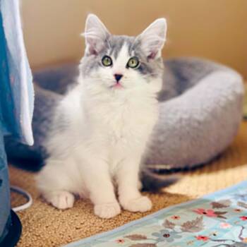 Domestic Medium Hair and Tabby Cats Available for Adoption in Antioch, California - Celine | PetCurious