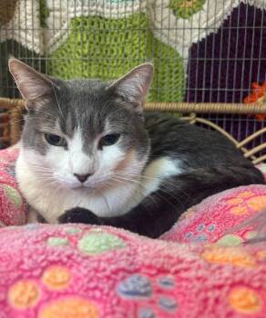 Domestic Short Hair Cats Available for Adoption in Kalamazoo, Michigan - Christopher | PetCurious