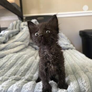 Sweetie -  Domestic Medium Hair Cat for Adoption in Lake Panasoffkee, Florida - Sweetie | PetCurious