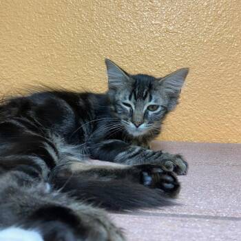 Maximus -  Domestic Long Hair Cat for Adoption in Fresno, California - Maximus | PetCurious