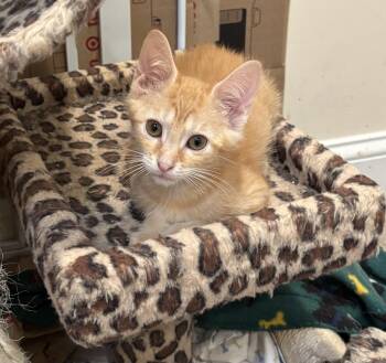 Rescue Domestic Short Hair Cats for Adoption in Andalusia, Pennsylvania - Orange Cream | PetCurious