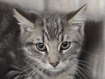 Ollie -  Domestic Medium Hair Cat for Adoption in Southbury, Connecticut - Ollie | PetCurious