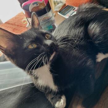 Domestic Short Hair Cats Available for Adoption - Marceline | PetCurious