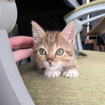 Simona de Silvesto -  Domestic Short Hair Cat for Adoption in Indianapolis, Indiana - Simona De Silvesto | PetCurious