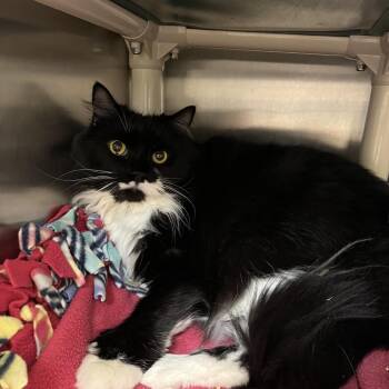 Adaline -  Domestic Medium Hair Cat for Adoption in Bedford, New Hampshire - Adaline | PetCurious