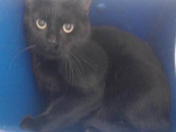 BATTY -  Domestic Short Hair Cat for Adoption in Orlando, Florida - BATTY | PetCurious
