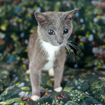 Rescue Russian Blue and Domestic Short Hair Cats for Adoption in Tucker, Georgia - Molly (Blind Loving Senior) | PetCurious
