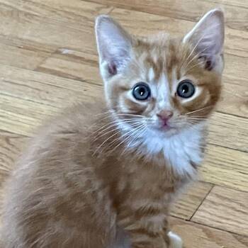 Potter Miller -  Domestic Short Hair Cat for Adoption in Woodstock, Virginia - Potter Miller | PetCurious