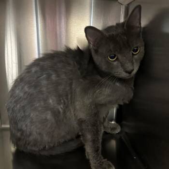 Church -  Domestic Short Hair Cat for Adoption in Norman, Oklahoma - Church | PetCurious