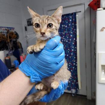 Dwight -  Domestic Short Hair Cat for Adoption in Summerville, South Carolina - Dwight | PetCurious