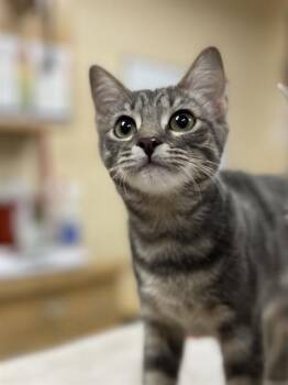 RAZZLE -  Domestic Short Hair Cat for Adoption in Aliquippa, Pennsylvania - RAZZLE | PetCurious