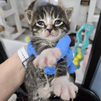 Taryn -  Domestic Short Hair Cat for Adoption in Newark, New Jersey - Taryn | PetCurious