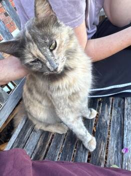 Rescue Dilute Tortoiseshell and Domestic Short Hair Cats for Adoption in Thomasville, Alabama - Flower | PetCurious