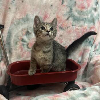 BoPeep -  Domestic Short Hair Cat for Adoption in Columbia, Missouri - BoPeep | PetCurious