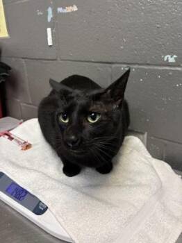 Elwood -  Domestic Short Hair Cat for Adoption in Fort Worth, Texas - Elwood | PetCurious