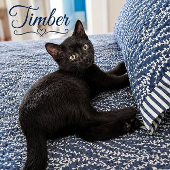 Timber -  Domestic Short Hair Cat for Adoption in West Orange, New Jersey - Timber | PetCurious