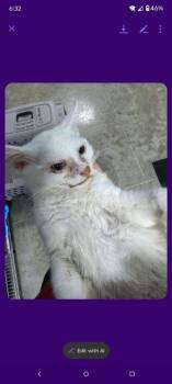 Queso -  Domestic Short Hair Cat for Adoption in Cromwell, Kentucky - Queso | PetCurious