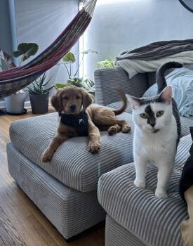 Domestic Short Hair Cats Available for Adoption - Stefan | PetCurious