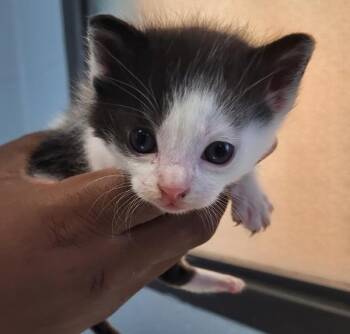 Domestic Medium Hair Cats Available for Adoption - Fm 2 | PetCurious