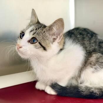 Mimsy -  Domestic Short Hair Cat for Adoption in Stafford Township, New Jersey - Mimsy | PetCurious