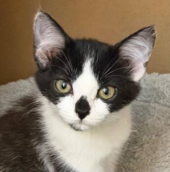 Tay-Tay -  Domestic Short Hair Cat for Adoption in Arlington, Washington - Tay-Tay | PetCurious