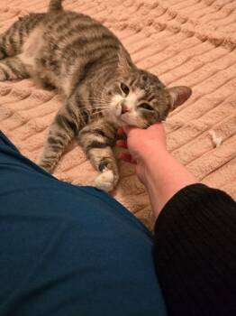 Domestic Short Hair Cats Available for Adoption in Seattle, Washington - Milo | PetCurious