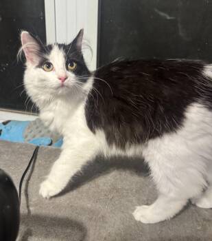 Wisteria -  American Shorthair Cat for Adoption in Massillon, Ohio - Wisteria | PetCurious