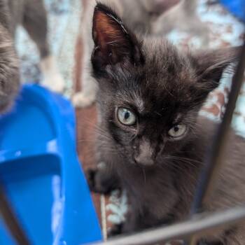 Rescue American Shorthair Cats for Adoption in West Plains, Missouri - Midnight | PetCurious