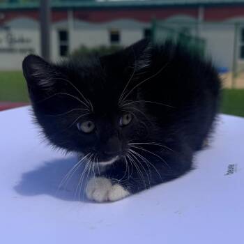 Benny -  Domestic Short Hair Cat for Adoption in Corinth, Mississippi - Benny | PetCurious