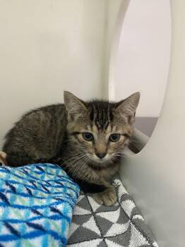 Domestic Short Hair Cats Available for Adoption in Delson, Quebec - Emmental | PetCurious