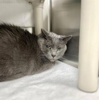 Domestic Long Hair and Domestic Short Hair Cats Available for Adoption - Sephora | PetCurious