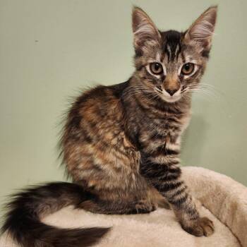 Gingersnap -  Domestic Medium Hair Cat for Adoption in Pleasanton, California - Gingersnap | PetCurious
