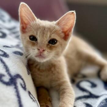 Liberty -  Domestic Short Hair Cat for Adoption in Houston, Texas - Liberty | PetCurious