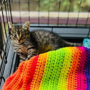 Rescue Domestic Medium Hair Cats for Adoption in Pahoa, Hawaii - Newbie B - Help Us Name This Newbie! | PetCurious