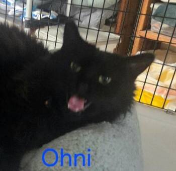 Ohni -  Domestic Medium Hair Cat for Adoption in Las Cruces, New Mexico - Ohni | PetCurious