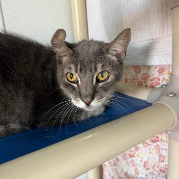 Krinkles -  Domestic Short Hair Cat for Adoption in Casa Grande, Arizona - Krinkles | PetCurious
