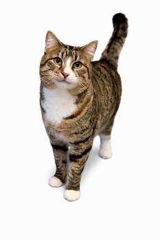 Domestic Short Hair Cats Available for Adoption in Gorham, Maine - Momma | PetCurious