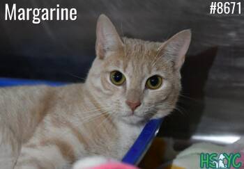 Margarine -  Domestic Short Hair Cat for Adoption in Fort Mill, South Carolina - Margarine | PetCurious