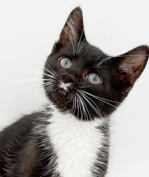 Mick is a mini mushball - Exotic and just awesome -  Maine Coon and Tuxedo Cat for Adoption in Bedford Hills, New York - Mick Is A Mini Mushball - Exotic And Just Awesome | PetCurious