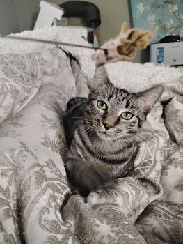 Rescue Tabby Cats for Adoption in Hoboken, New Jersey - Genny (Genesis) | PetCurious