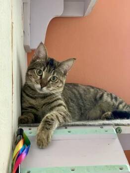Domestic Short Hair Cats Available for Adoption - Penelope  | PetCurious