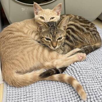 Bella -  Domestic Short Hair Cat for Adoption in Vallejo, California - Bella | PetCurious