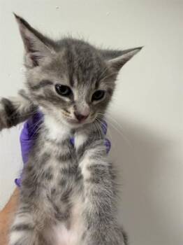 Domestic Short Hair Cats Available for Adoption in Doral, Florida - TUCKER | PetCurious