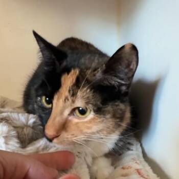 Zyn -  Domestic Short Hair Cat Available for Adoption in Riverside, California - Zyn | PetCurious