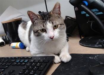 JEFFREY -  Domestic Short Hair Cat for Adoption in Albuquerque, New Mexico - JEFFREY | PetCurious