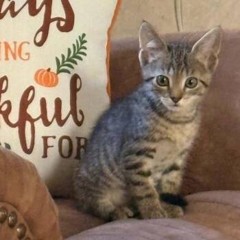 Morgan -  Domestic Short Hair Cat for Adoption in Candler, North Carolina - Morgan | PetCurious
