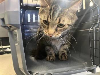 Domestic Medium Hair Cats Available for Adoption - QUINN | PetCurious